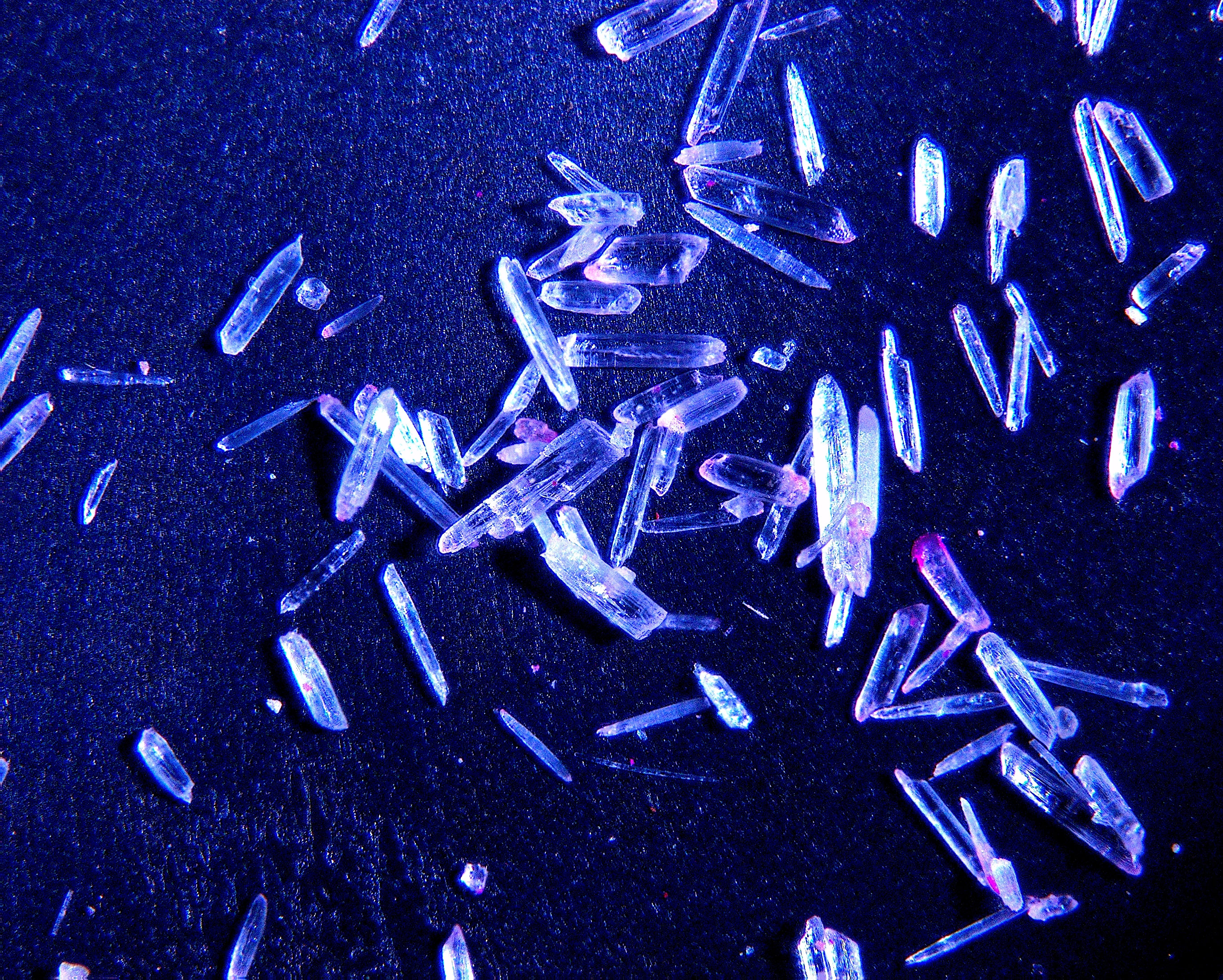 Фитопланктон вес. Фитопланктон. Фитопланктон под микроскопом. Фитопланктон кристаллический. Планктон через микроскоп.